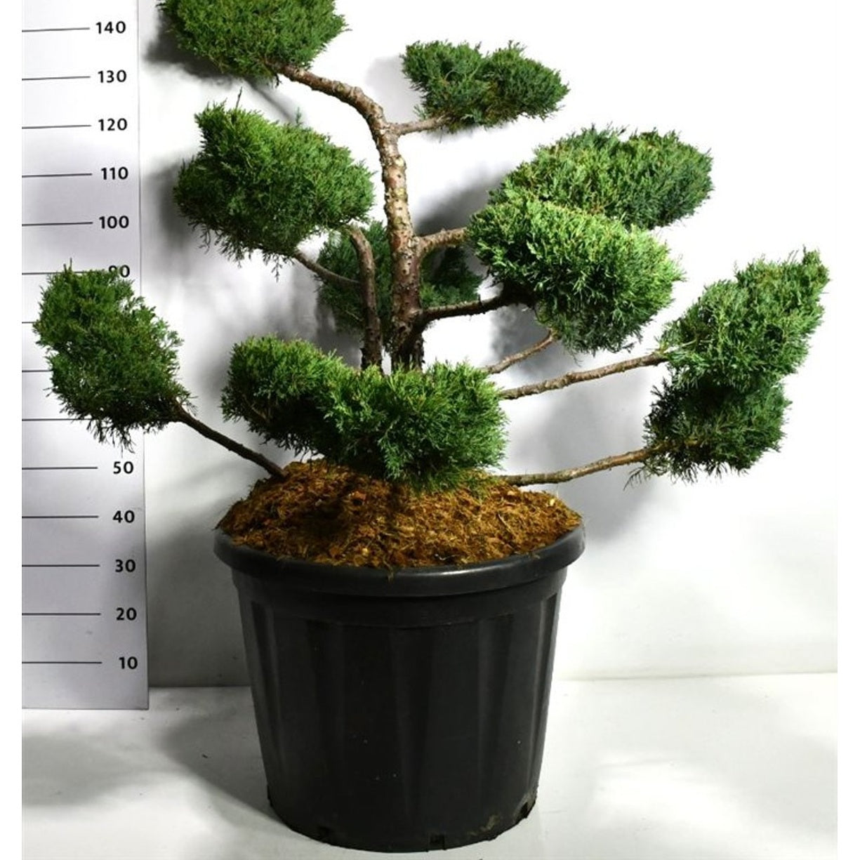 Pfitzer-en – Juniperus pfitzeriana 'Pfitzeriana Compacta' - C110 80-100 cm. Bonsai